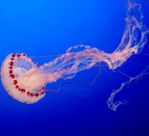 Acquista medusa
