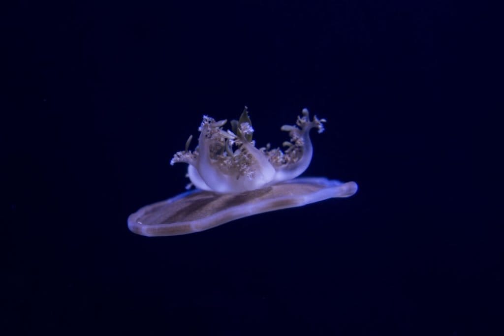 Mangrove jellyfish - black background