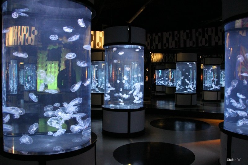 Exhibition jellyfish aquarium