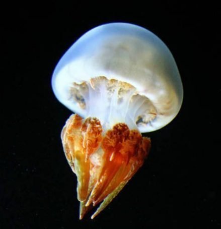 Flame Jellyfish Quallenaquarium