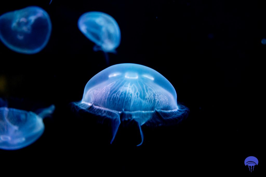 La medusa auricolare Aurelia Aurita