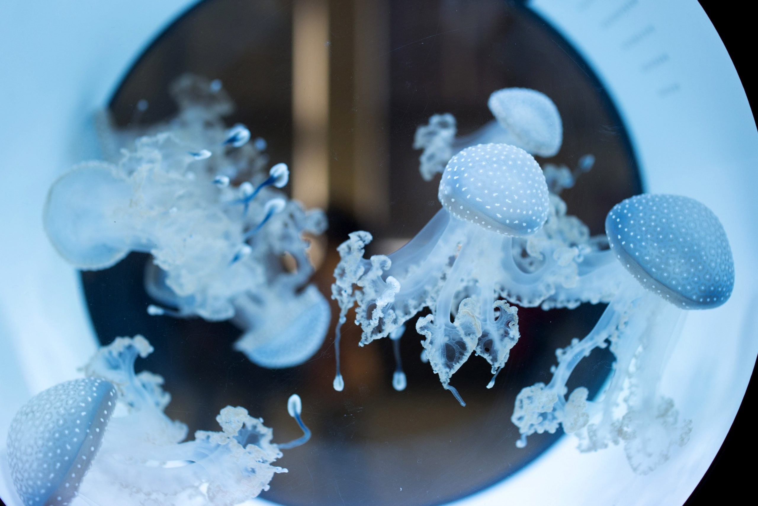 Lacquario delle meduse A-Z - Ecco come si gestisce latteggiamento