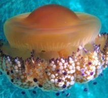 Fried egg jellyfish