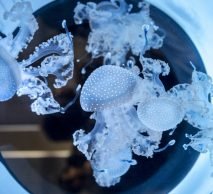 Phyllorhiza punctata in orbit 20 Jellyfish aquarium