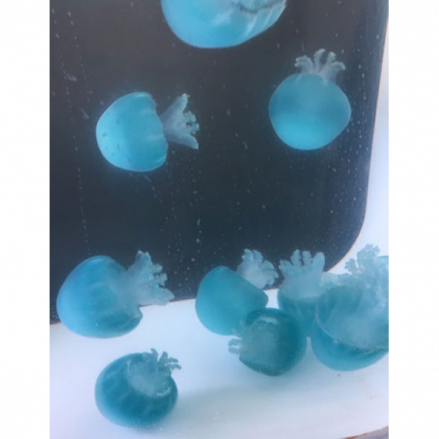 Blue Cannonball Jellyfish