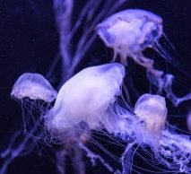 Chyrsaora Lactea - 4 jellyfish with black background
