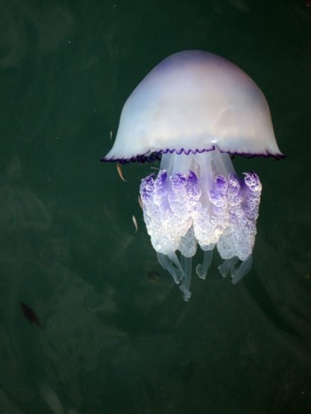 Rhizostoma Luteum - Jellyfish