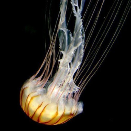 Japanese compass jellyfish with black background