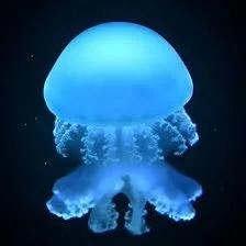 Blue Cannonball Jellyfish